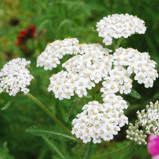 Better Know a Native – Jackson County Master Gardener Association