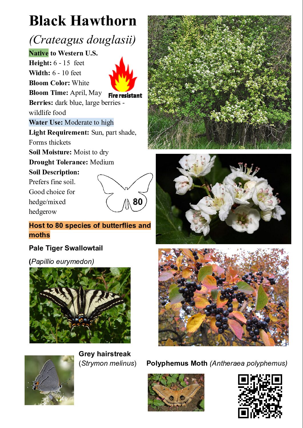 Crateagus douglasii - Black Hawthorn